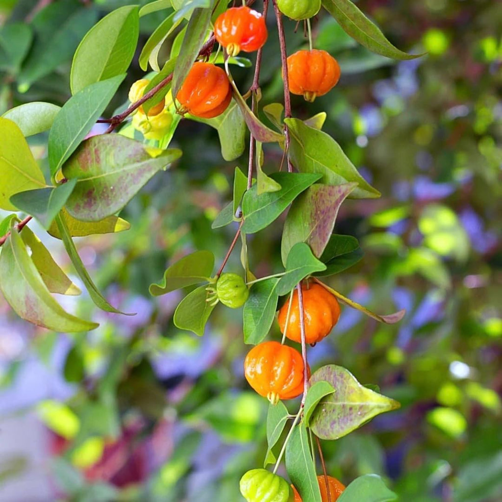 Surinam Cherry Live Plant | 2.5–3 Ft Cherry Tree | Well Rooted | Sweet-Tart Small Fruit Tree for Patio, Garden, or Container | No Ship to CA,HI,AK