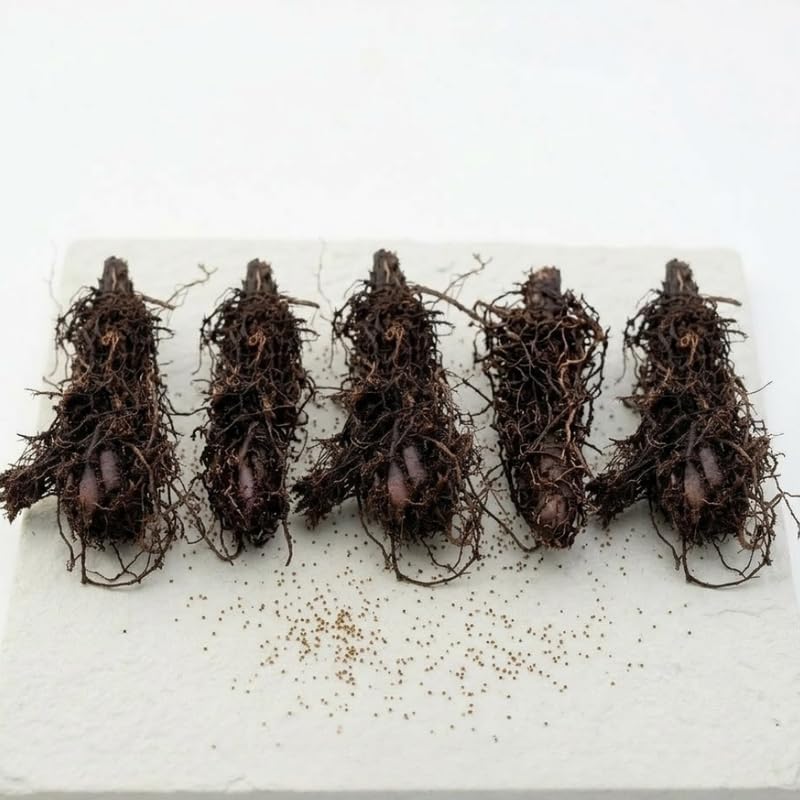10 Ostrich Ferns Live Plants Outdoor, Well-Rooted Rhizome Starters, Cold-Hardy Shade Plant for Home Landscapes and Large Pots