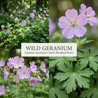 5 Wild Geranium Roots, Well-Rooted Maculatum, Low Maintenance Flowering Groundcover for Sun or Shade, Vigorous Growth Habit