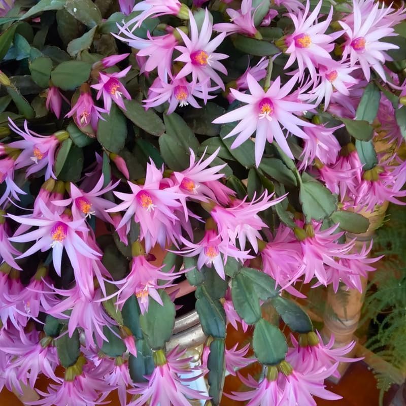 Light Orange Easter Cactus Live Plant 3 Inch Tall – Flowering Indoor Holiday Cactus with Soft Orange Blooms, Easy Care Easter Cactus Plants Live for Home, Office or Gift