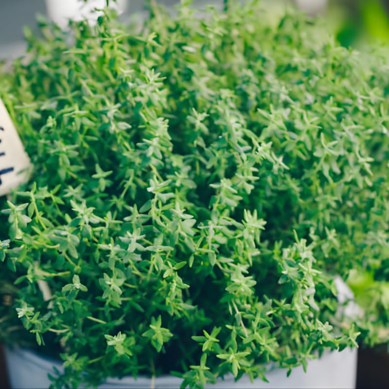 Thyme Plants Live, French Thyme, 4-Inch Tall, Easy to Grow & Low Maintenance, Fresh Culinary Herb for Cooking, Indoor/Outdoor Herb Garden