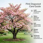 2 White Kousa Dogwood Tree, 12-18 Inch in Quart Pot, Low Maintenance Deciduous Tree, Vigorous Growth Habit with Vibrant Red Autumn Foliage