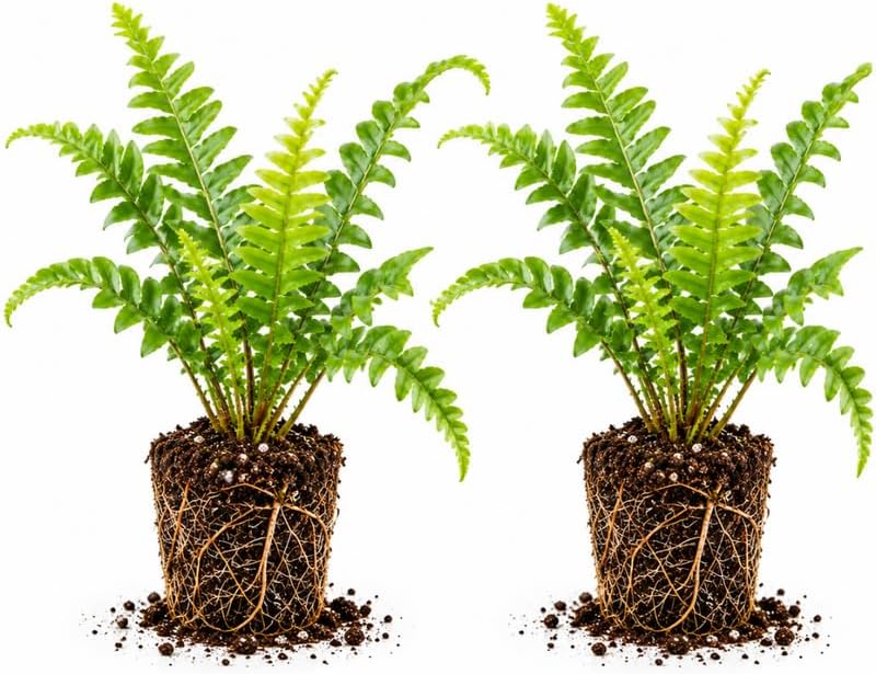 2 Kimberly Queen Fern, Upright Sword Fern Plant