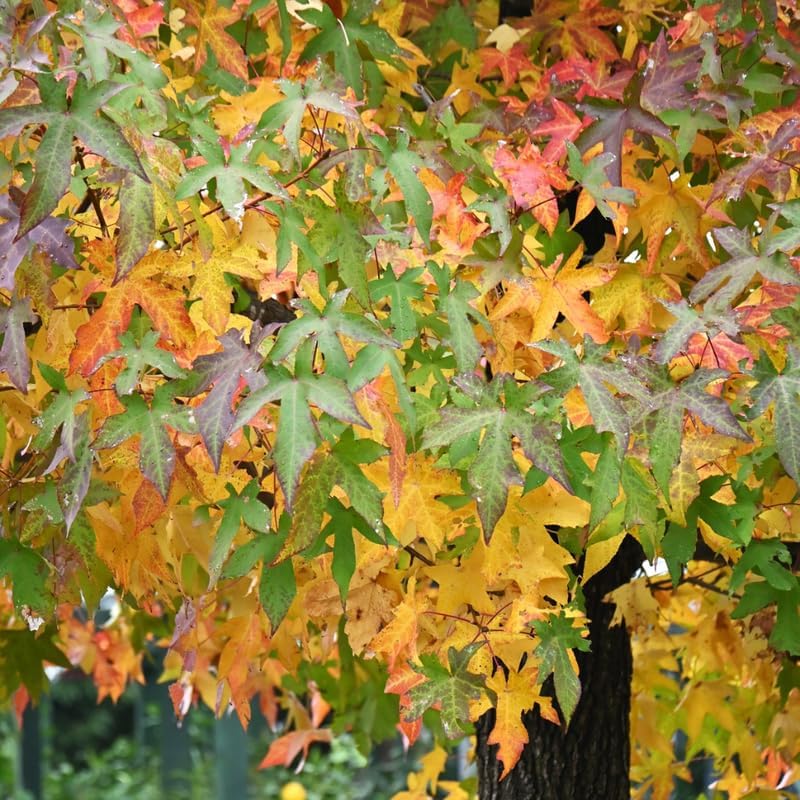 10 Sweet Gum Tree Tree Live Plants | 1-2ft Bare Root Seedlings | Low Maintenance Shade Tree | Well-Rooted Native Plants