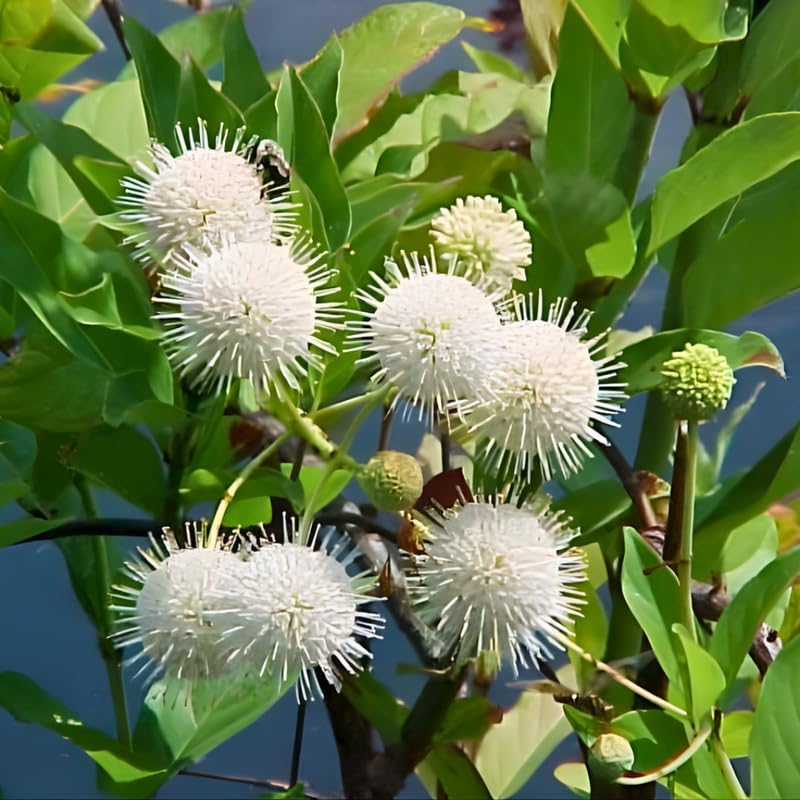 10 Buttonbush Live Plant | Cephalanthus occidentalis Live Shrubs | 1–2 Feet Tall | Great for Pollinator Gardens, Wetland & Landscape Planting