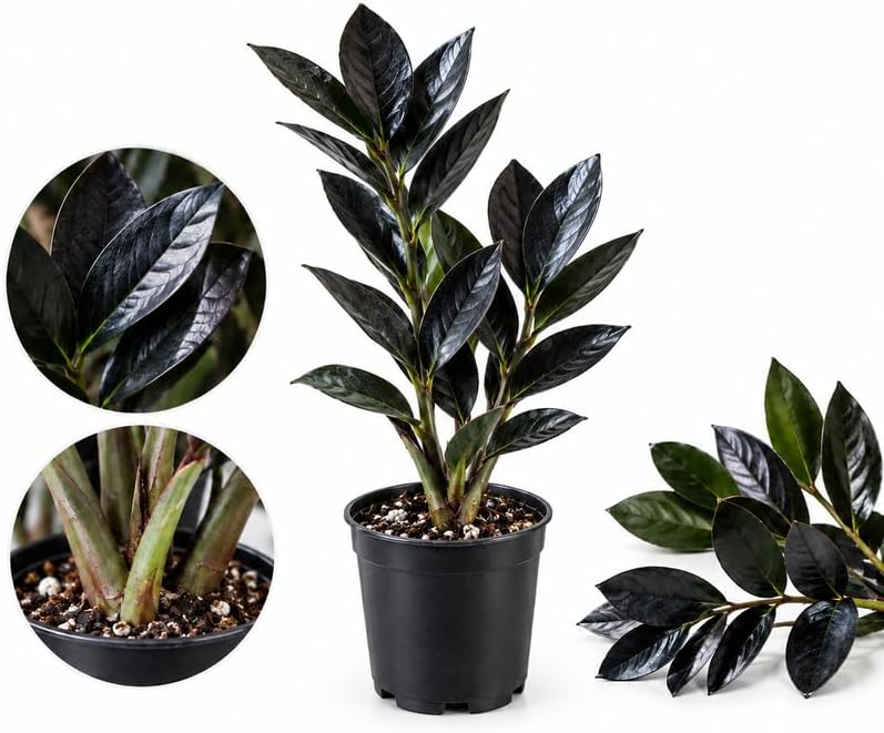 Raven ZZ Plant Live, 4" Pot Black ZZ Plant