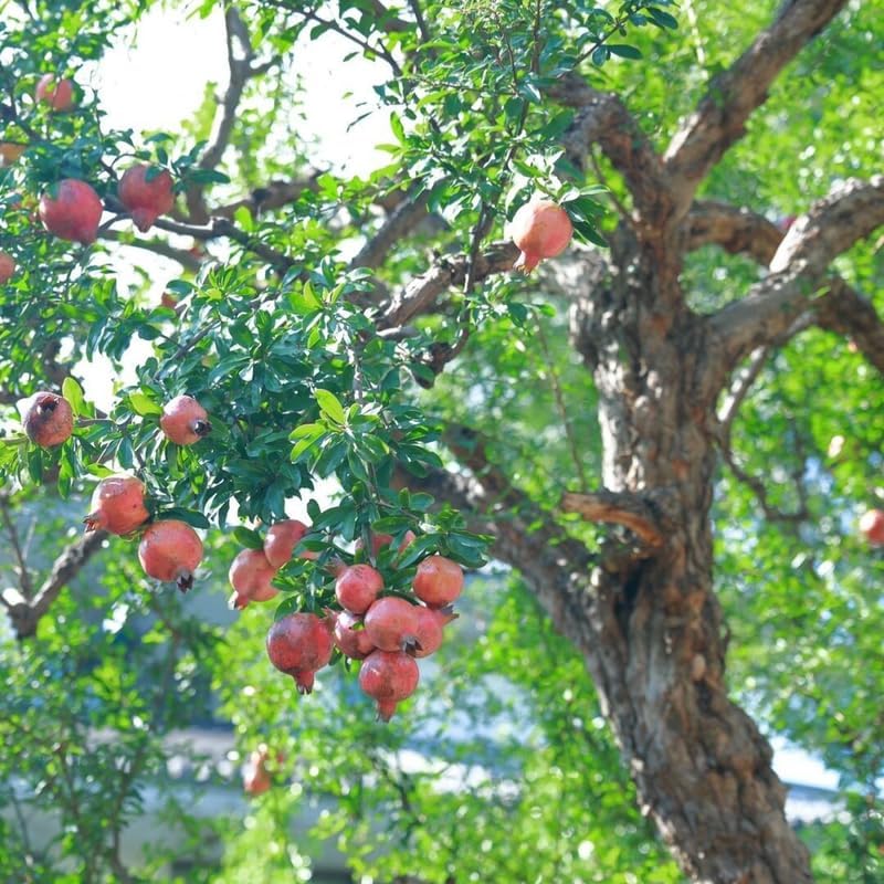 Live Pomegranate Tree Plant in 4 Inch Pot | Pomegranate Plant Live for Planting | Hardy, Fast-Growing Fruit Tree for Home Gardens, Outdoor Beds & Edible Landscapes