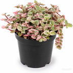 Succulent Plant Live, Callisia Repens Pink Lady Turtle Vine in 4" Pot, High-Vigor Low Maintenance Indoor Plant for Hanging Baskets