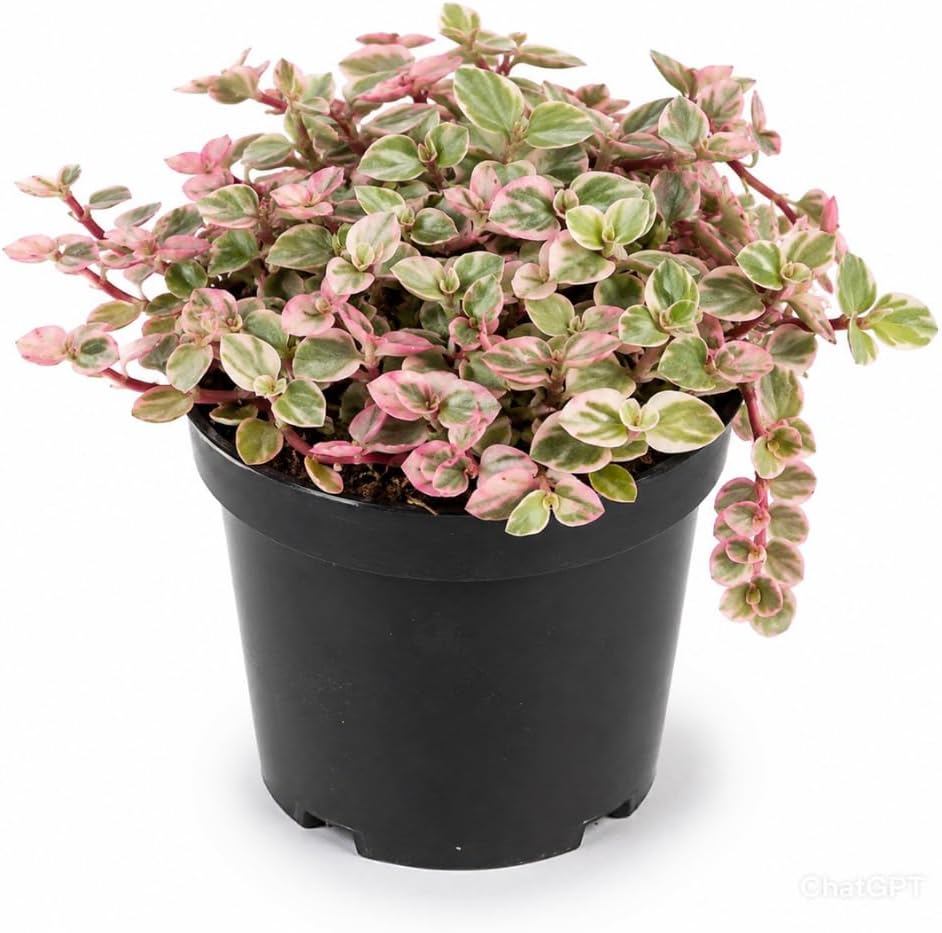 Succulent Plant Live, Callisia Repens Pink Lady Turtle Vine in 4" Pot, High-Vigor Low Maintenance Indoor Plant for Hanging Baskets