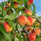 (No Ship to CA,HI,AK) Flordaking Peach Tree Live Plant in 3 Gallon Pot, High Yield, Fast Growing, Sweet Juicy Peach Fruit Tree for Garden, Patio & Outdoor Planting