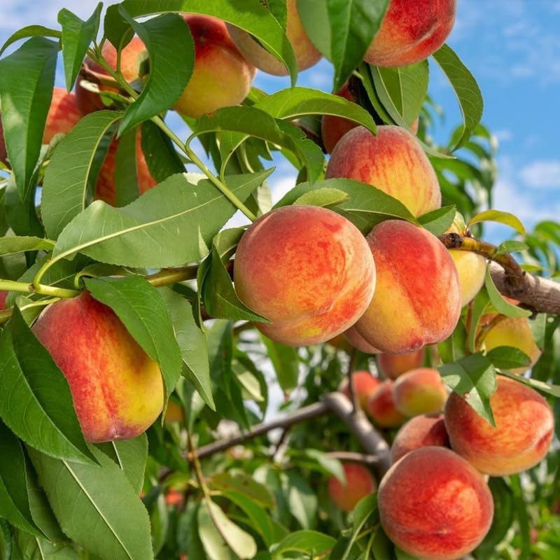 (No Ship to CA,HI,AK) Flordaking Peach Tree Live Plant in 3 Gallon Pot, High Yield, Fast Growing, Sweet Juicy Peach Fruit Tree for Garden, Patio & Outdoor Planting