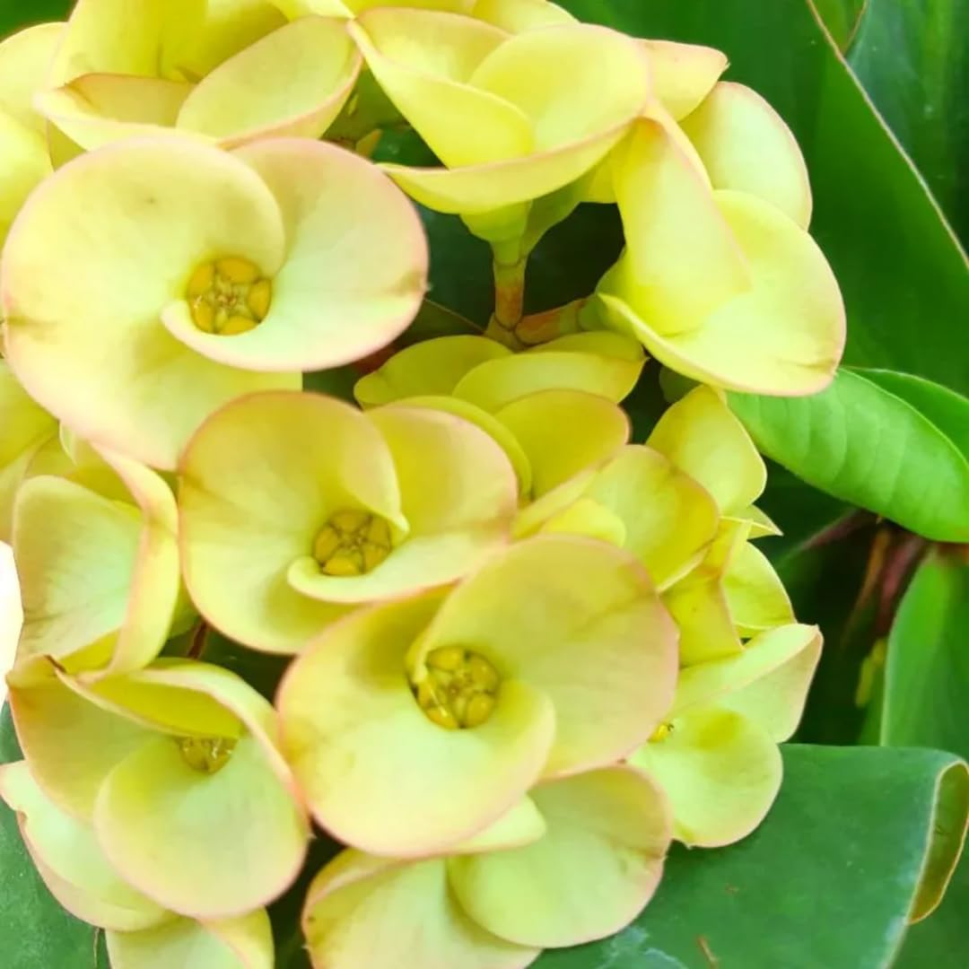 2-Plant Set Yellow Euphorbia Milii Live Plant | Crown of Thorns Houseplant | 4 to 8 Inch Tall, Easy to Grow Indoor or Outdoor Decorative Plant, Home Office, Patio Garden