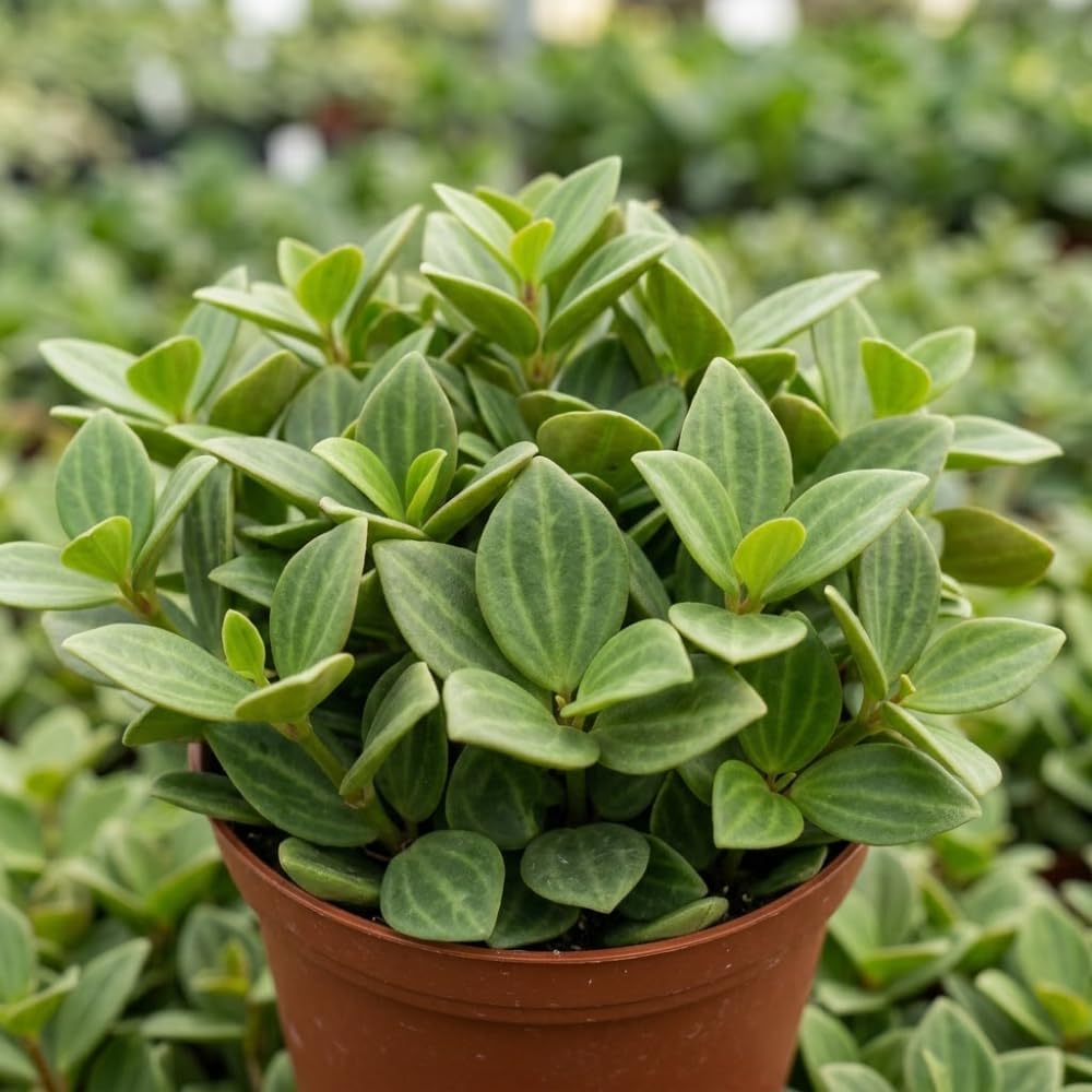 Peperomia Beetle Plant in 4'' Inch Pot, Low-Maintenance Peperomia Live Plant, Ideal Plant for Home & Office