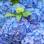 Nikko Blue Hydrangea Live Plants for Planting, 6-12 Inch Tall in 2.5" Pot, Blue Mophead Bloom, Flowering Shrub for Garden and Patio
