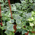 Gold English Ivy Live in 6 Inch Pot for Planting | Real English Ivy Live Plant | Trailing Plant & Climbing Vine | Easy Care House Plant | Real English Ivy Plants for Indoor & Outdoor Spaces