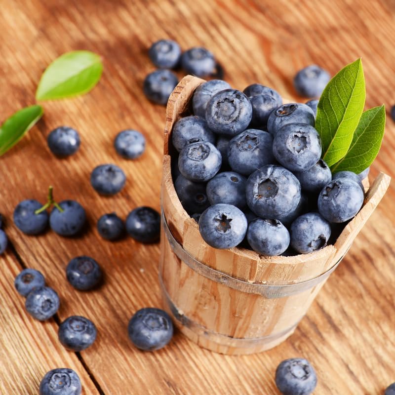 (No Ship to CA, HI, AK) Sweet Brightwell Blueberry Live Plant - 1 to 2 Feet Live Blueberry Plants in 2 Gallon Pot, Perfect for Yard Landscape and Containers