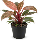 Philodendron Pink Princess Live Plant, 4 Inch Pot, Vigorous Indoor Plant with Pink Variegated Leaves, Sturdy Low Maintenance Tropical Foliage for Home & Office Decor