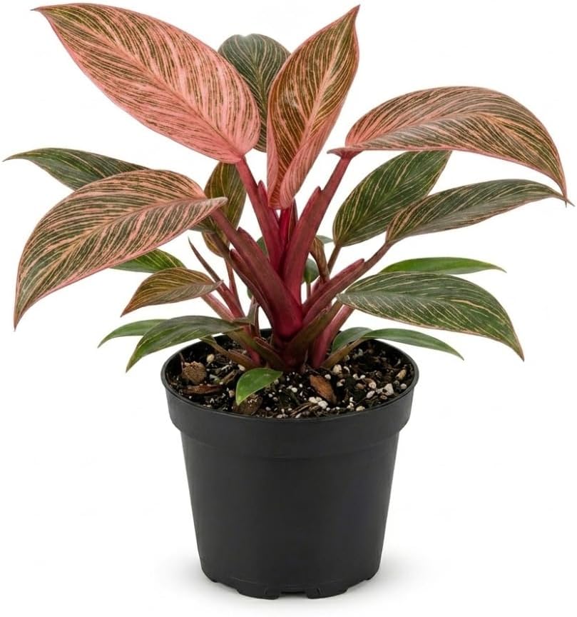 Philodendron Pink Princess Live Plant, 4 Inch Pot, Vigorous Indoor Plant with Pink Variegated Leaves, Sturdy Low Maintenance Tropical Foliage for Home & Office Decor