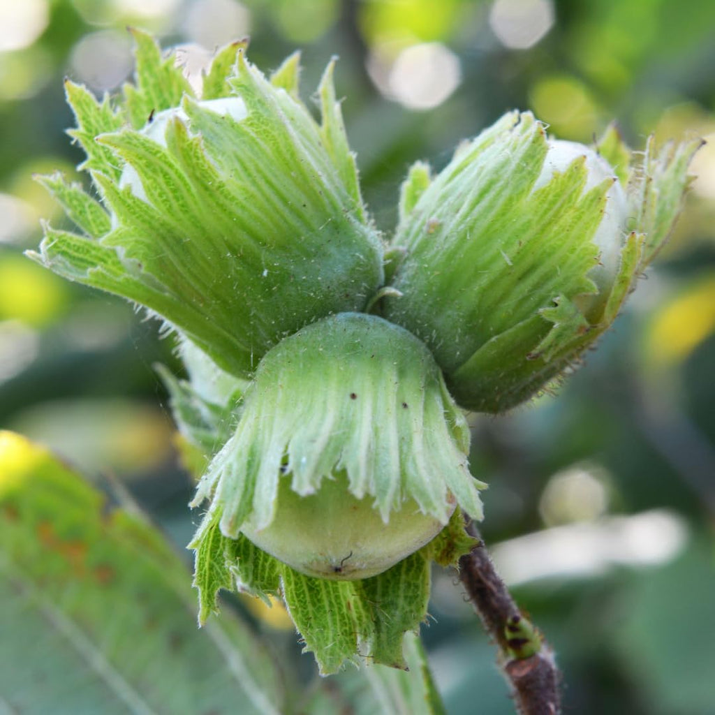 Hazelnut Tree Live Plant,6-10" Potted Nut Starter, Sturdy Cold-Hardy Edible Shrub for Home Landscapes, Sweet Crunchy Nuts & Low Maintenance Hedge
