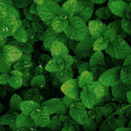 2 Spearmint Plant, 3" Pot, Fresh Herb Plants Live, Mint Plants for Inside Windowsills or Outdoor Garden Beds