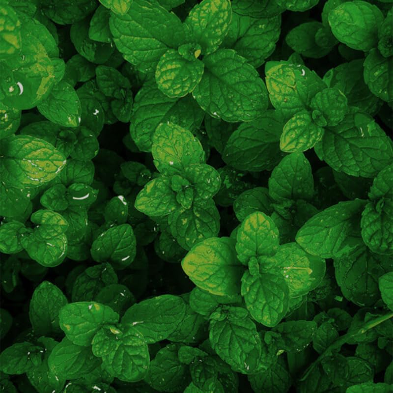 2 Spearmint Plant, 3" Pot, Fresh Herb Plants Live, Mint Plants for Inside Windowsills or Outdoor Garden Beds