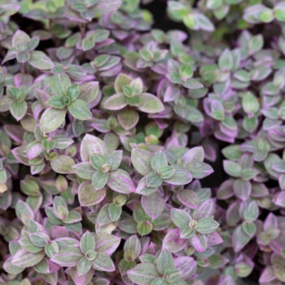 Live Succulent Pink Lady Turtle Vine Plant, 4" Potted Callisia Repens, Low Maintenance Trailing Houseplant for Indoor Spaces