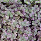 Live Succulent Pink Lady Turtle Vine Plant, 4" Potted Callisia Repens, Low Maintenance Trailing Houseplant for Indoor Spaces