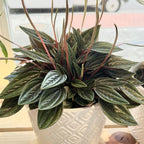3 Peperomia Plant Live, Peperomia Napoli Nights in 2 Inch Pot, Rare Houseplant for Tabletop Display, Gifting and Indoor Collections