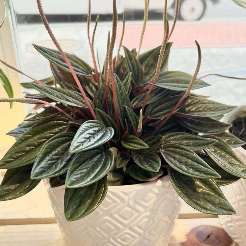 3 Peperomia Plant Live, Peperomia Napoli Nights in 2 Inch Pot, Rare Houseplant for Tabletop Display, Gifting and Indoor Collections