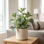 Peperomia Incana Live Plant, 4" Potted Indoor Plant, Vigorous Houseplant with Soft Felted Foliage for Living Rooms, Easy to Care Pet-Friendly Decor