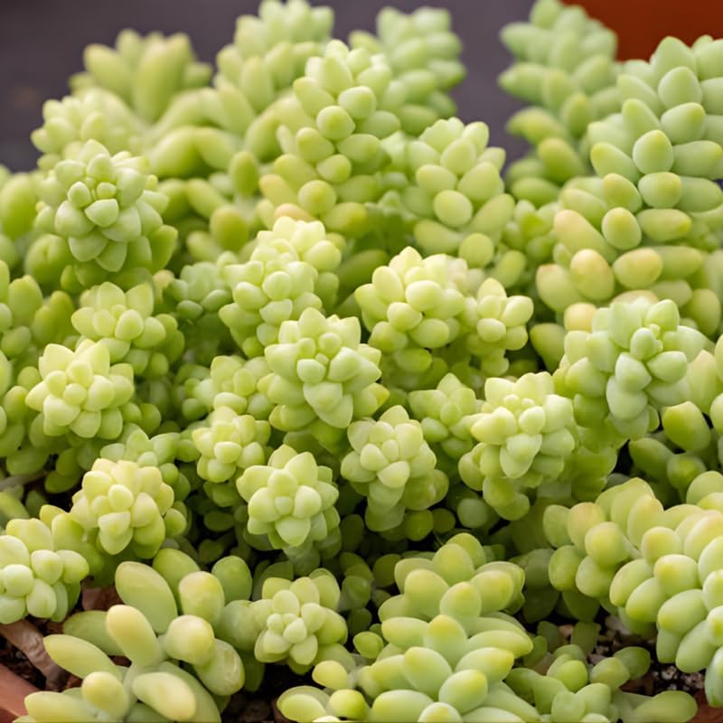 Live Succulents Donkey Tails in 2 Inch Pot, Air-Purifying, Low Maintenance, Perfect for Home and Office Décor, Easy Care Starter Plants