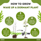 2 American Persimmon Live Tree – 12 to 24 Inch Tall Potted | Native Fruit Tree with Sweet Autumn Persimmons | Hardy, Long-Lived Tree for Outdoor Garden | No Ship to CA