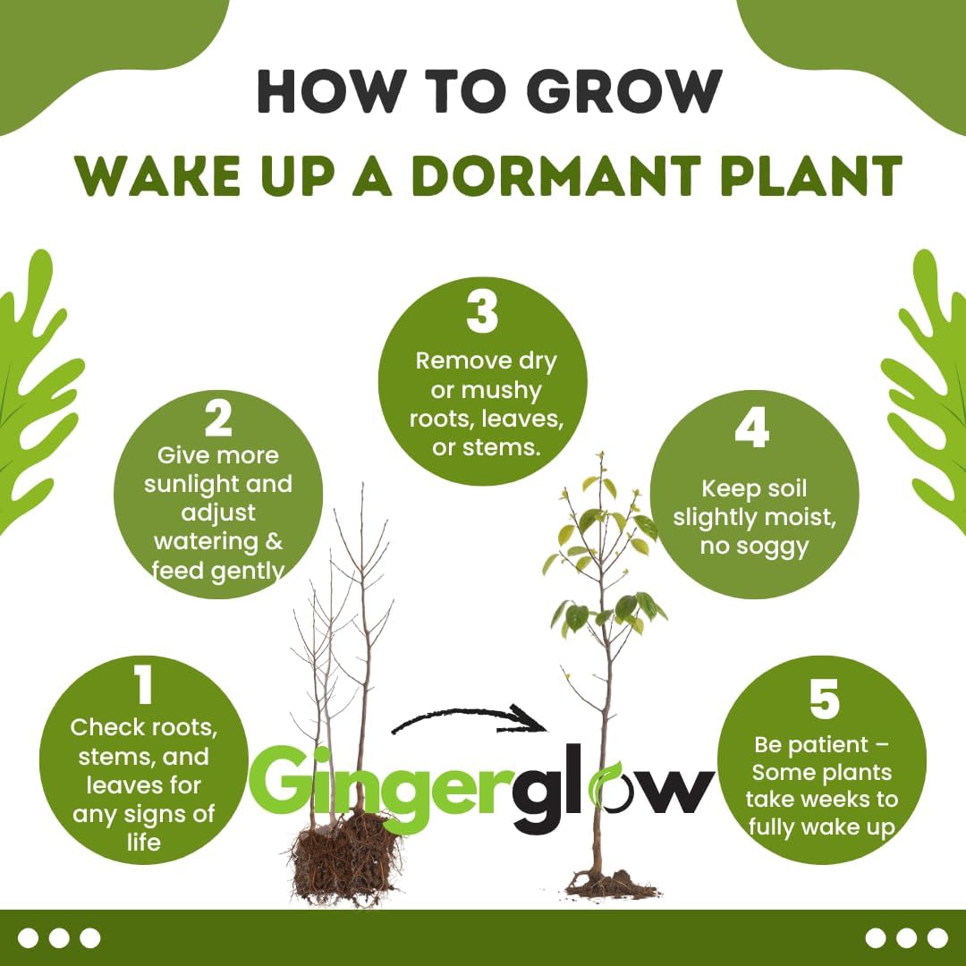 2 American Persimmon Live Tree – 12 to 24 Inch Tall Potted | Native Fruit Tree with Sweet Autumn Persimmons | Hardy, Long-Lived Tree for Outdoor Garden | No Ship to CA