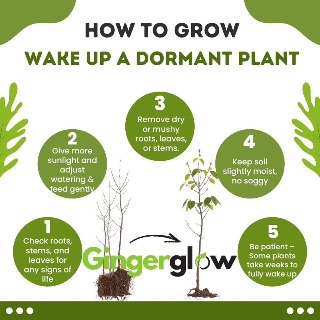 2 American Persimmon Live Plant – 12 to 24 Inch Tall Potted | Hardy Fruit Tree Producing Sweet Persimmons | Native Tree Home Orchards - No Ship to CA