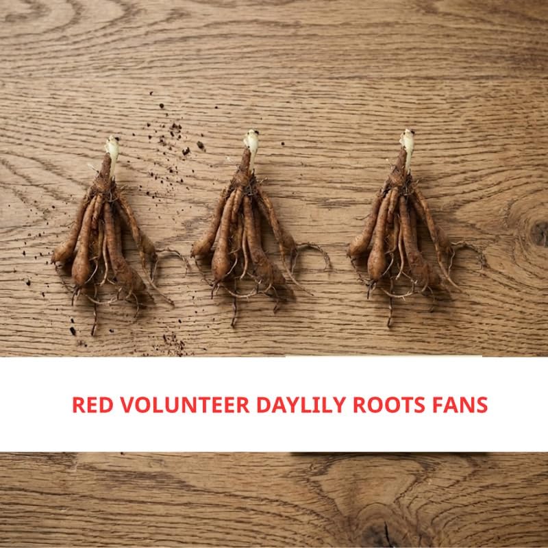 3 Red Volunteer Daylily Plants Live Bare Root Fans, Low Maintenance, Hardy Perennial Flowers, Ideal for Border Gardens, Beds & Outdoor Landscaping