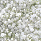 2 Baby's Breath Plants Live, Gypsophila Paniculata Starter, 3-4" Tall, High-Energy Plant for Mass Plantings and Rock Gardens