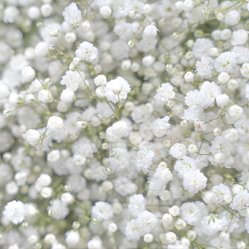 2 Baby's Breath Plants Live, Gypsophila Paniculata Starter, 3-4" Tall, High-Energy Plant for Mass Plantings and Rock Gardens