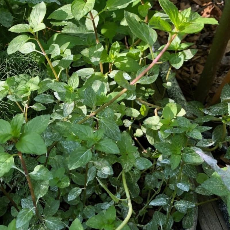 2 Chocolate Mint Plant, 3" Pot, Fresh Herb Plants Live, Mint Plants for Inside Windowsills or Outdoor Garden Beds