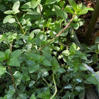 2 Chocolate Mint Plant, 3" Pot, Fresh Herb Plants Live, Mint Plants for Inside Windowsills or Outdoor Garden Beds