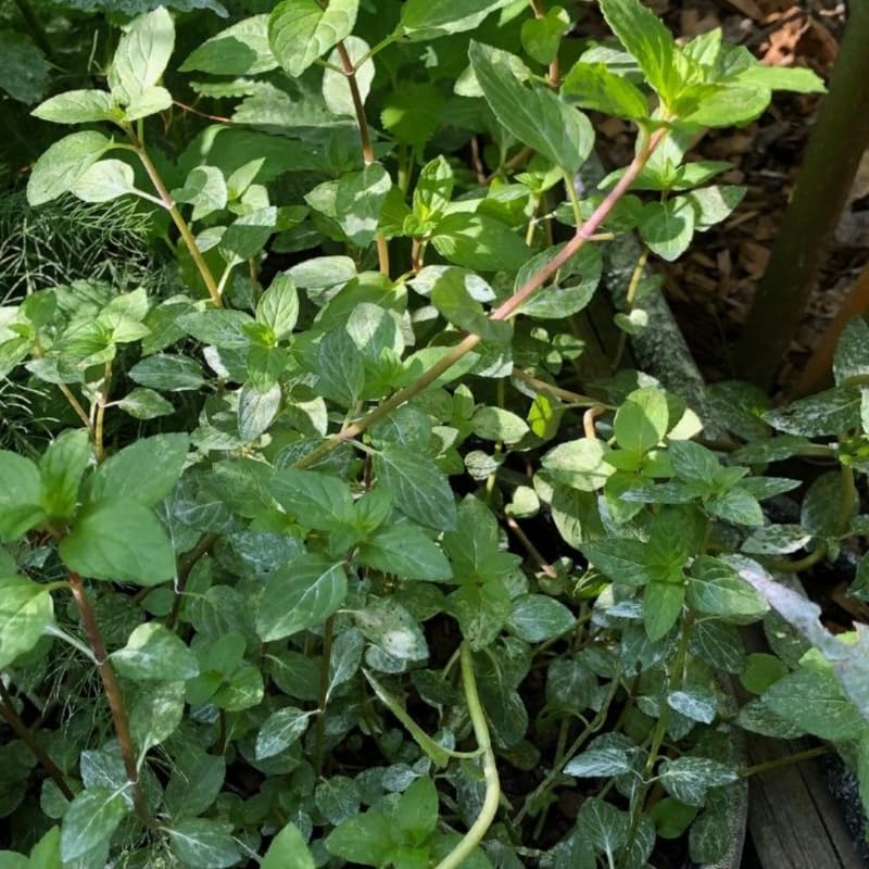 2 Spearmint Plant, 3" Pot, Fresh Herb Plants Live, Mint Plants for Inside Windowsills or Outdoor Garden Beds