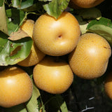 Hosui Asian Pears Trees for Planting | 2.5–3 Ft Live Hosui Live Plant| Easy-Grow Edible Fruit Tree for Home Gardens & Patios (No Ship to CA,HI,AK)