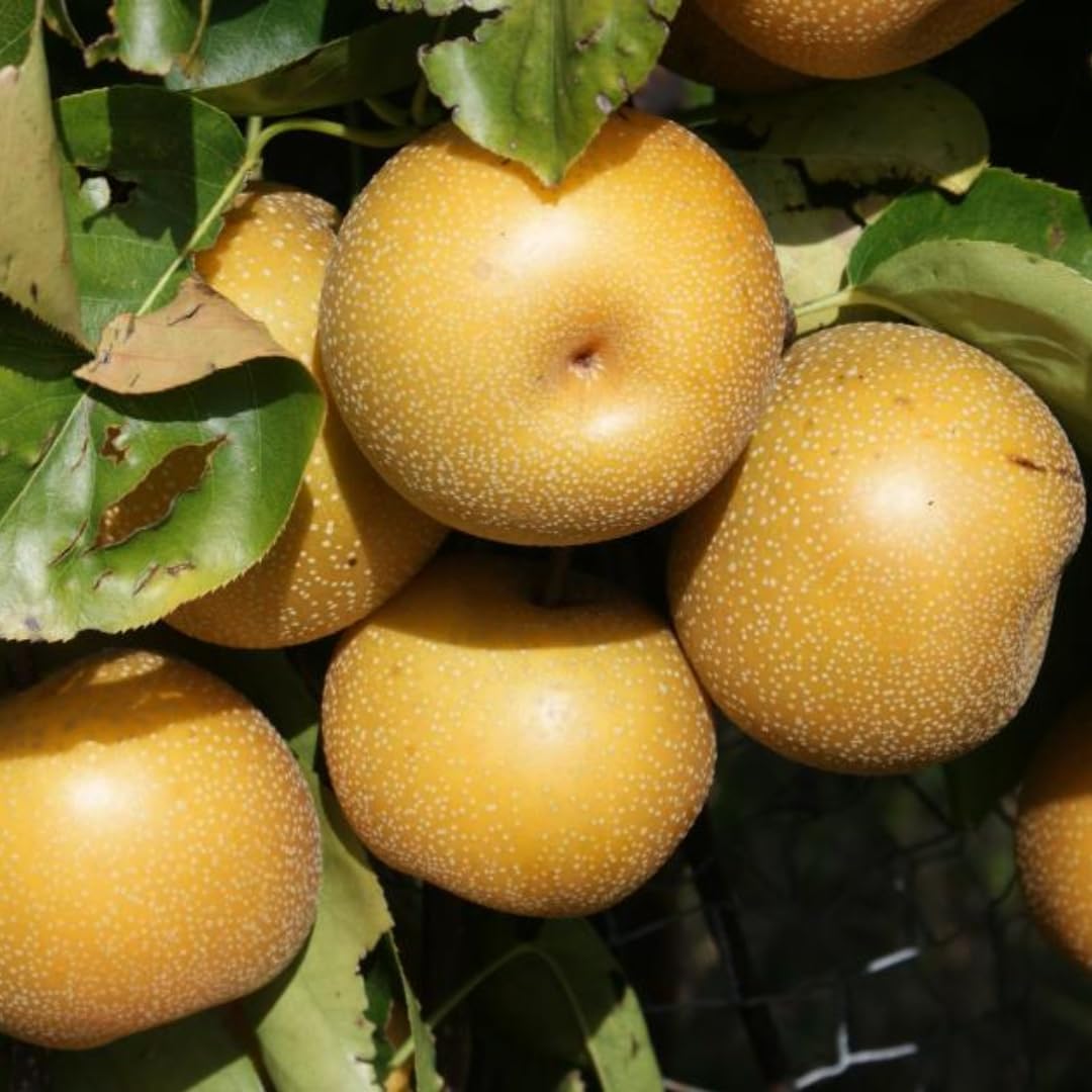 Hosui Asian Pears Trees for Planting | 2.5–3 Ft Live Hosui Live Plant| Easy-Grow Edible Fruit Tree for Home Gardens & Patios | No Ship to CA,HI,AK