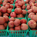 4 Lbs Red Potato Seeds for Planting Outdoors, Heirloom Seed Potatoes, Non GMO Vegetable Seeds