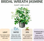 1 Bridal Wreath Jasmine Plant Live, 4-5 Inch Tall, Low Maintenance, Easy to Grow Jasmine Vine Plant Live, Sweetly Fragrant Blooms for Garden, Patio & Outdoor Spaces