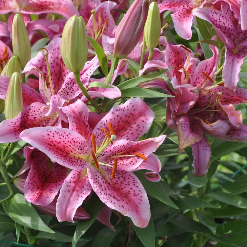 Stargazer Lily Bulbs, 5 Pack Premium 12/14 Size, Fragrant Pink and White Flowering Perennials for Garden Beds