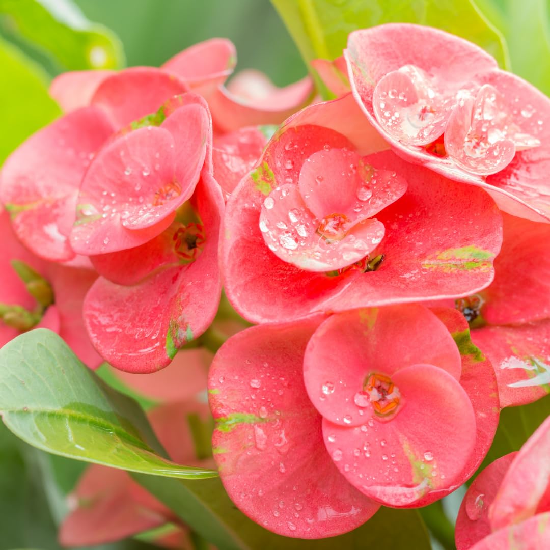 2-Plant Set Yellow Euphorbia Milii Live Plant | Crown of Thorns Houseplant | 4 to 8 Inch Tall, Easy to Grow Indoor or Outdoor Decorative Plant, Home Office, Patio Garden