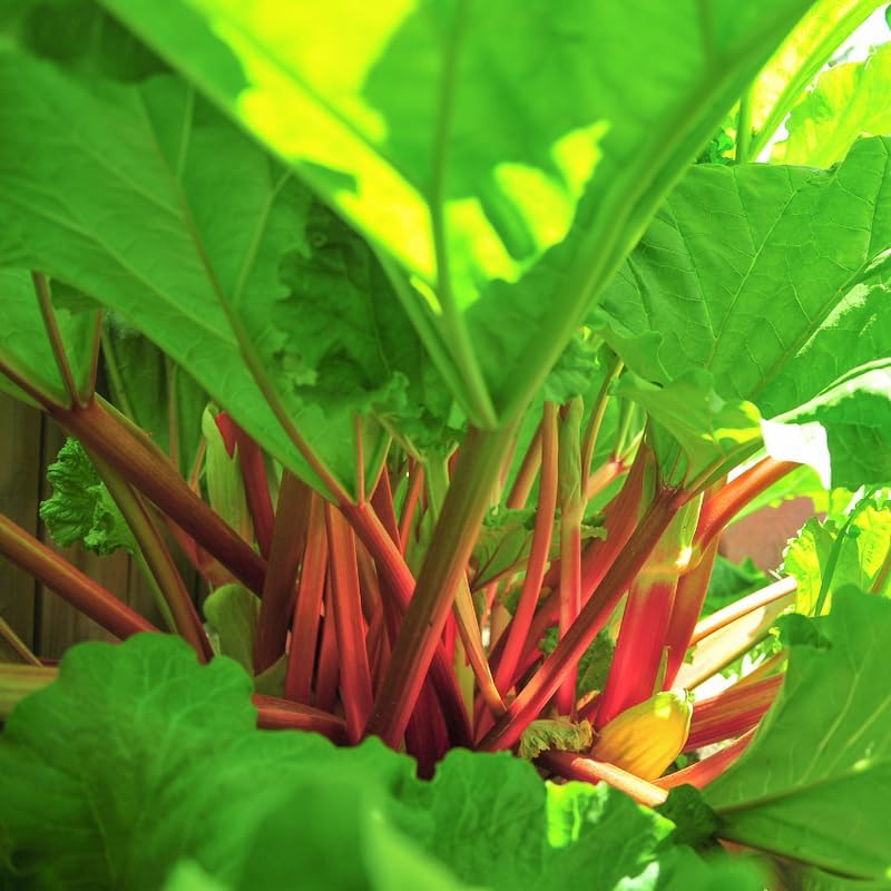 Large Rhubarb Plant Crown Division for Planting, Victoria Rhubarb Plant, Medium 4-6 Inch Root Starters, Low Maintenance Perennial for Landscapes and Pots