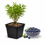 Huckleberry Plant in Pot - Small Size, Non GMO, Low Maintenance Native Edible Berry Shrub, Robust Well-Rooted Fruit Plants, Ideal for Backyard, Gardens and Borders