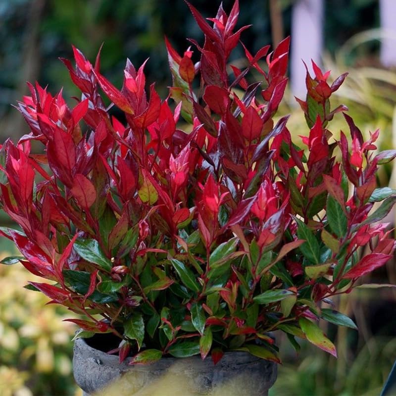 3 Dwarf Nandina Plant Live | 2.5 Inch Potted Nandina Shrubs | Outdoor Bush Plants | Ideal for Front Yards and Low-Growing Landscapes