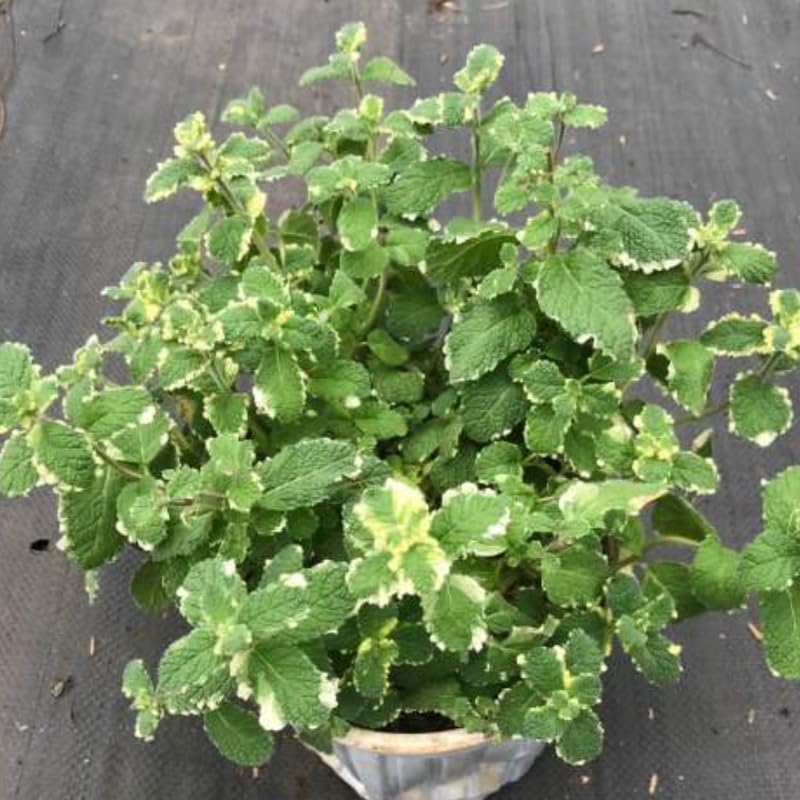 Chocolate Mint Plants Live, Mint Plants for Inside and Home Décor, 3-Inch Potted Fresh Herb for Indoor Outdoor Growing